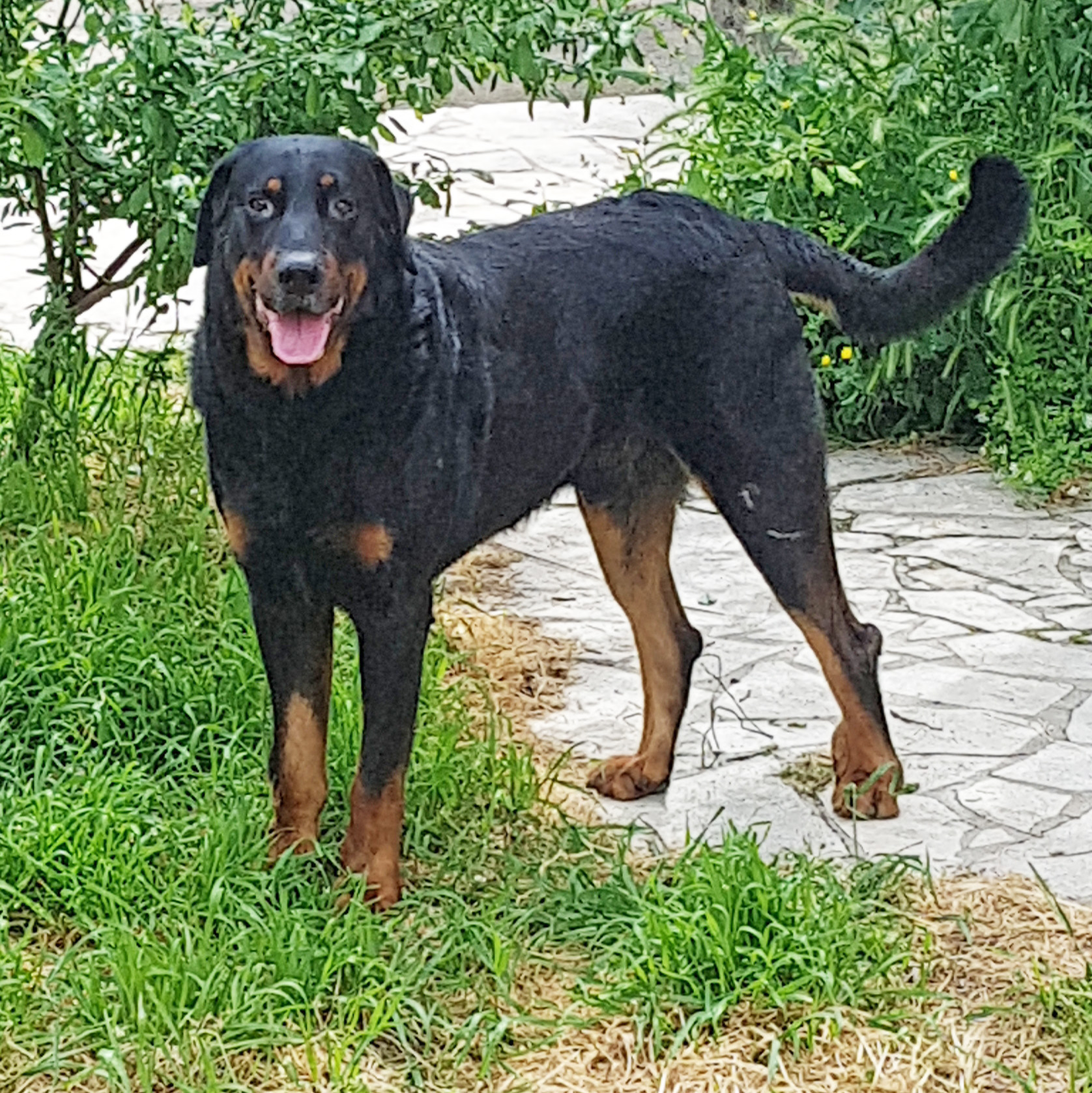  domainedelalicorne.fr photo chien beauceron photo chiot beauceron Elevage de beauceron chiot beauceron pure race élevage du clos de la licorne elevage des gardiens de la licorne elevage beauceron noir et feu authentique gros gabarits élevage de Beauceron familial sérieux et qualité domainedelalicorne.fr suivi des chiots conseil d’éducation chiot propre bas rouge santé caractère spécialiste du beauceron noir et feu ou arlequin chien rustique berger de France  nos chiots sont élevés avec amour et attention notre passion au service de la qualité Beauceron de qualité et sportif domaine de la licorne 04380 BARRAS élevage en liberté éleveur berger de beauce élevage de beauceron de travail 06 11 20 51 93 site domainedelalicorne.fr mail domainedelalicorne@gmail.com